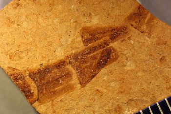 Media type: image;   Entomology PALE-5110